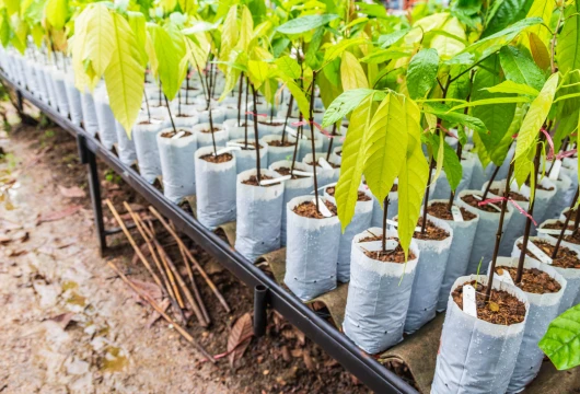 Green Jeeva Champions Sustainability Through Tree Planting 