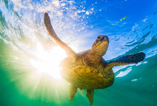 Hope Amid Crisis: IUCN Report Highlights Power of Biodiversity Conservation