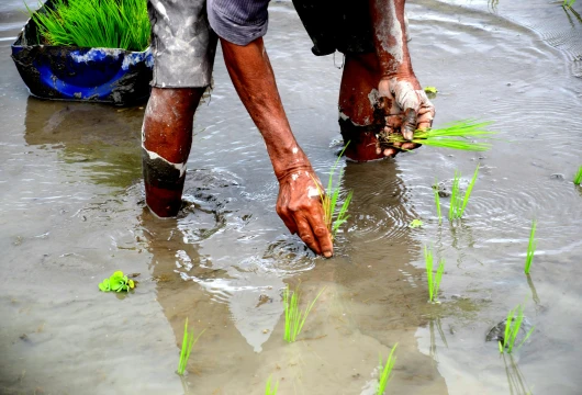 Kerala’s Okkal Seed Farm Achieves Carbon Neutrality