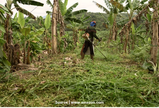 How Amazon is Leveraging Carbon Credits for Climate Action