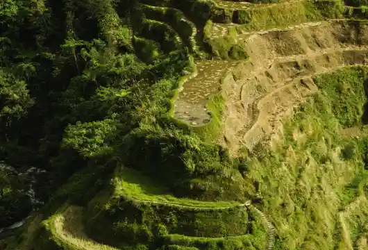 Toyota and Temasek support the climate biotech company Living Carbon